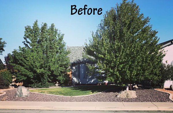 Before Tree Trimming