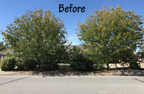 Before Tree Trimming