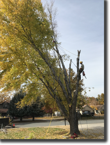 Professional tree removal